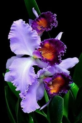 Lovely colorful Orchids 