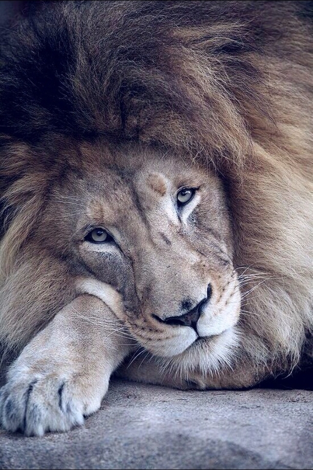 Lovely Lion Panthera leo 