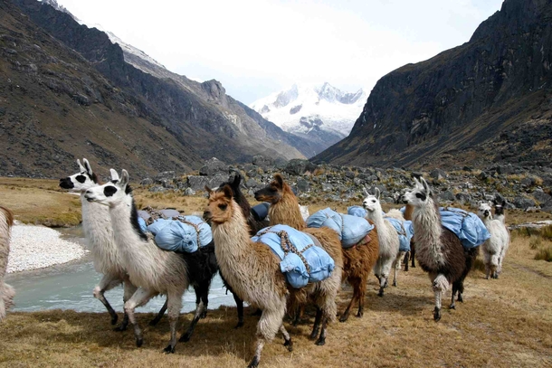 Luggage llamas on a mission trip in Bolivia photo credit goes to my dad 