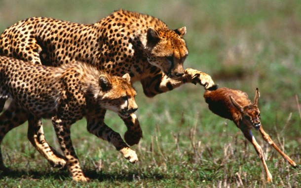 Lunch time  class time for a cheetah and her cub Acinonyx jubatus 