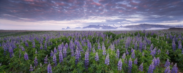 Lupines in the early morning in Iceland by Tobias Knoch 