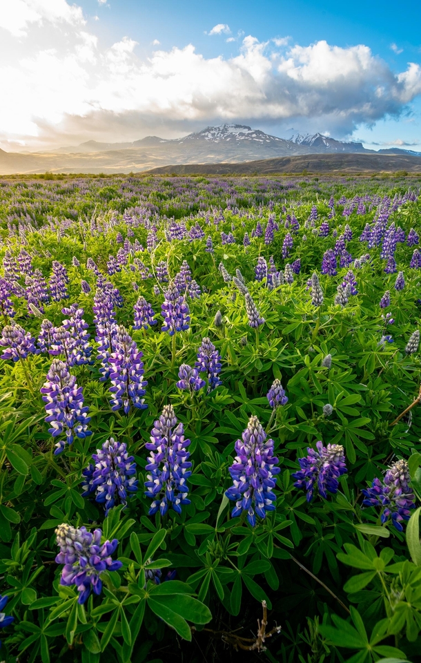 Lupins in south Iceland mountains yesterday evening  ig zbigniewwuu