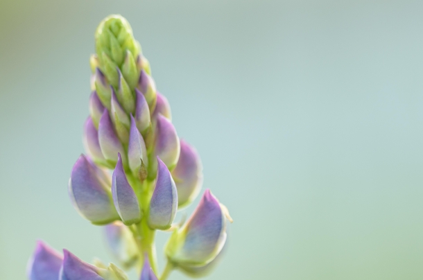 Lupinus likely polyphyllus 