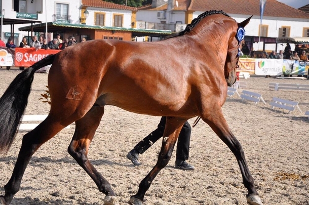 Lusitano horse from Portugal Breed descended from Arabian horse brought to Portugal in the th century -