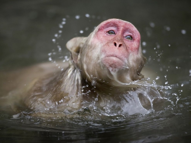 Macaque Swimming in Japan 