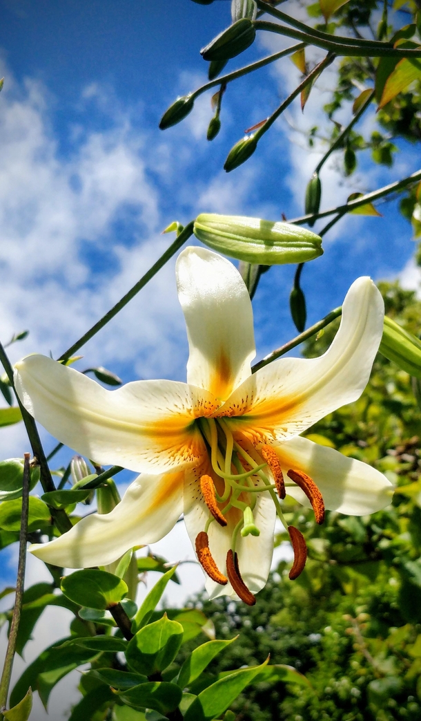 Madam butterfly Lilium henryi - still early the petals fold almost all the way back to the stem Large downward facing flowers growing up to  to  ft