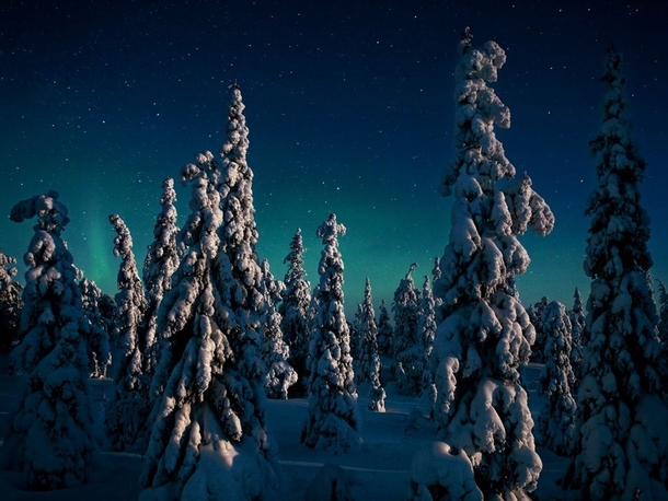 Magical candle spruces of Finland  photo by Peter Essick