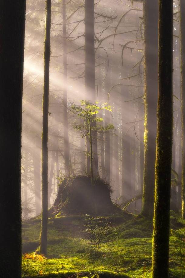 Magical fall morning in a new growth forrest in British Columbia  x