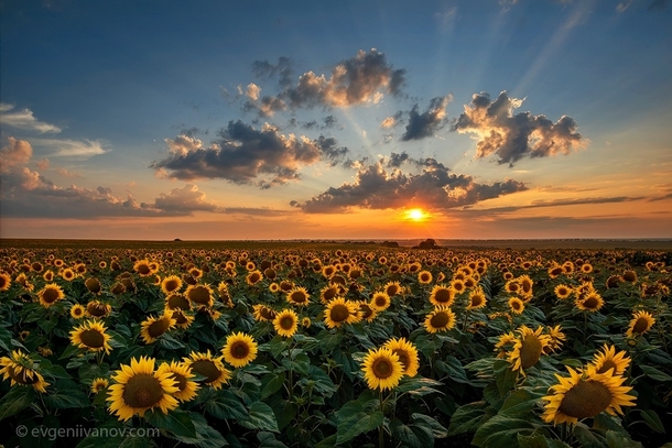 Magnificent Sunset over a Sunflower Field near Aksakovo Bulgaria  by Evgeni Ivanov