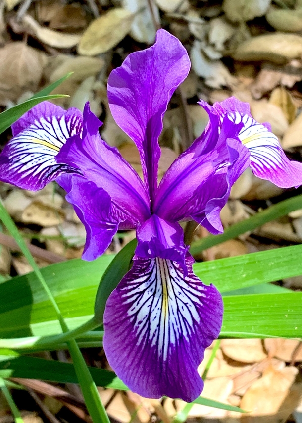 Main iris Iris douglasiana