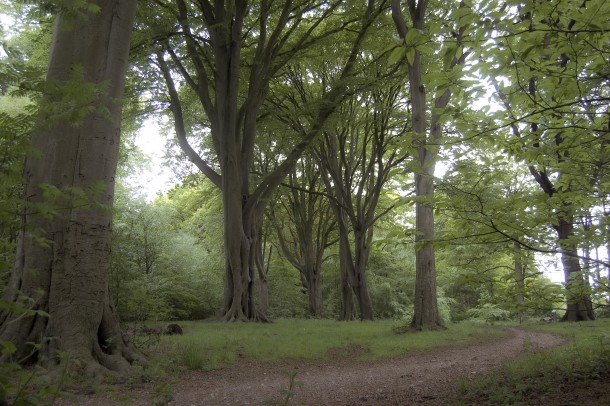 Majestic beech trees- Eastham UK 