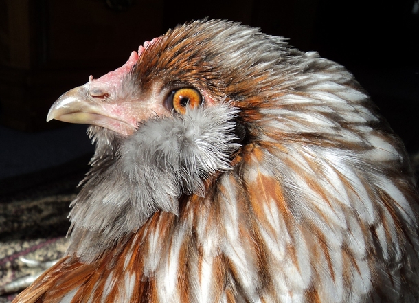 Majestic Easter Egger chicken gallus gallus domesticus 