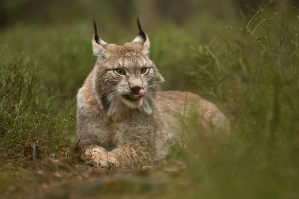 Majestic Eurasian Lynx 