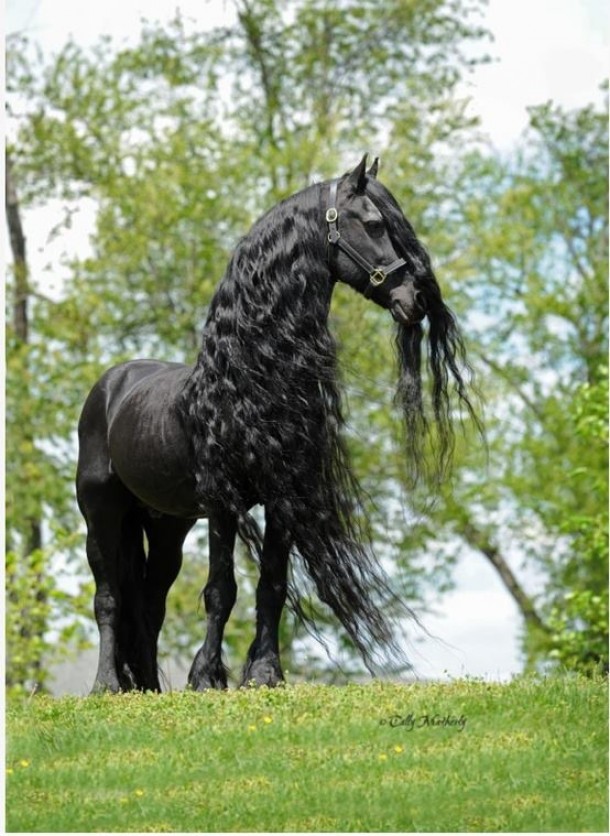 Majestic Friesian Stallion 