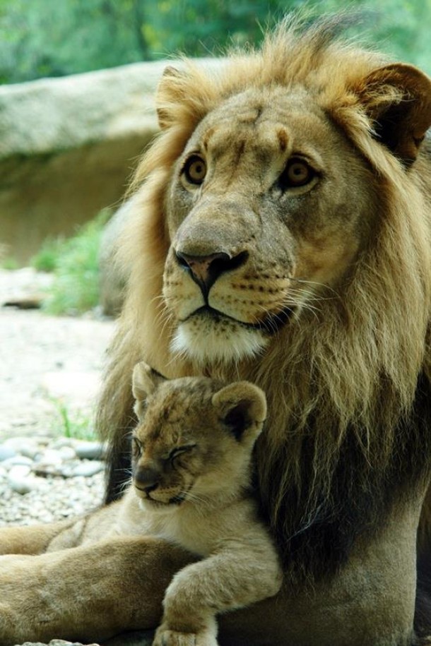 Male Lion and his cub 
