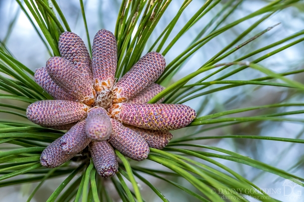 Male pine cones of a slash pine Pinus elliottii 