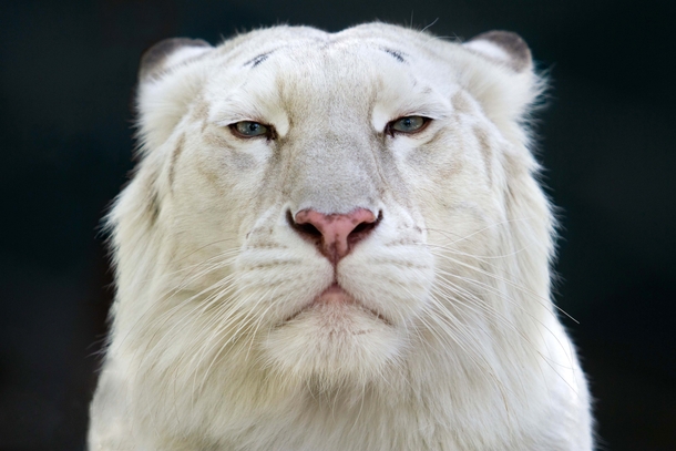 Male White Tiger - Intense Stare 