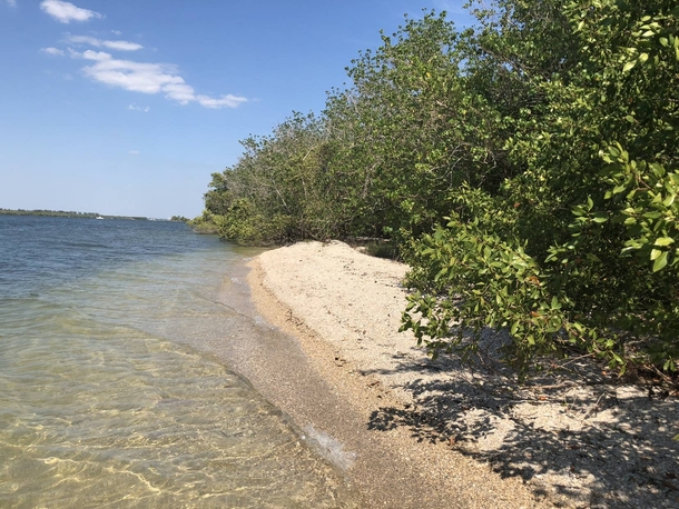 Mangroves and shell beaches in the Cape Coral bay Florida 