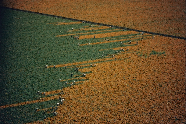 Marigold field being harvested Mexico  x-post from rwoahdude