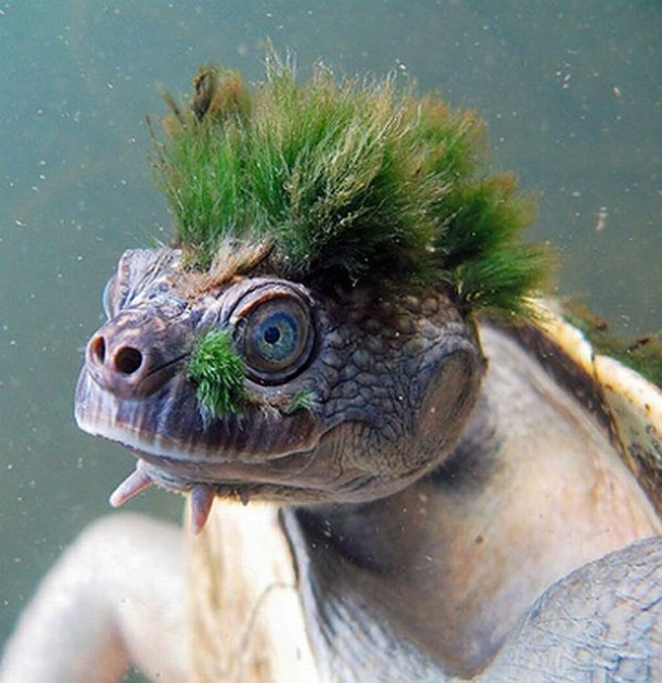 Mary River Turtle 