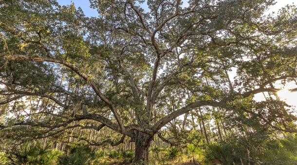Massive southern live oak near Orlando Florida 