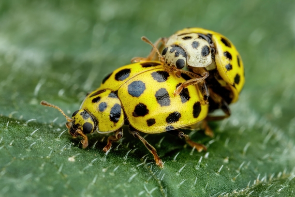 Mating Asian Beetles III 