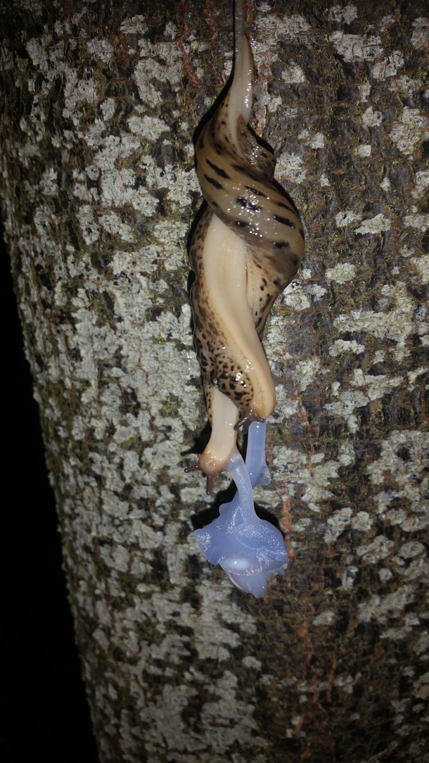 Mating Banana Slugs in my front yard - Ariolimax Columbianus 