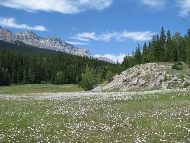 Meadow near Banff Alberta Canada 
