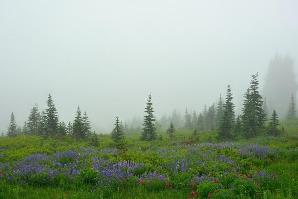 Meadows with flowers on a foggy day in Paradise Mount Rainier National Park Washington  photo by Julien Bo
