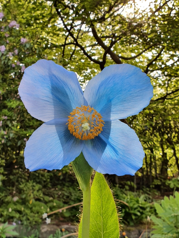 Meconopsis grandis cv Himalayan blue poppy Scotland 