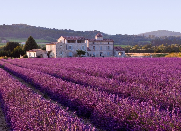 Mediterranean vegetation lavender in Provence x-post rFrancePics 