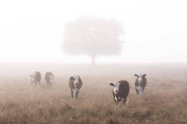 Meeting some bovine buddies in early morning fog 