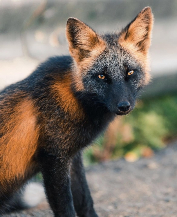 Melanistic Fox