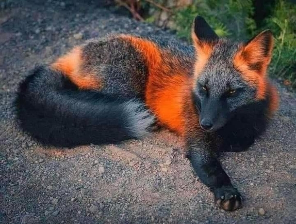 Melanistic Fox