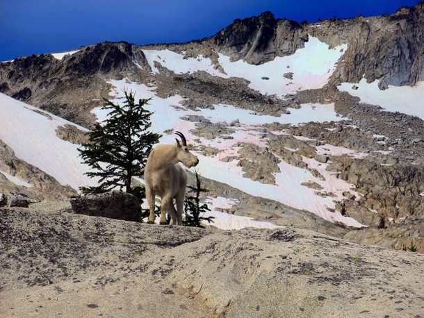 Met this Majestic Mountain Goat while Backpacking 