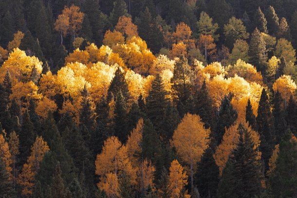 Midas Touch Late September Near Pagosa Springs CO 
