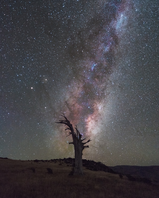 Milky Way rising over a dead tree in Banks Peninsula New Zealand 