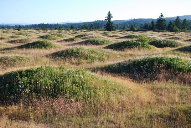 Mima Mounds South of Olympia WA Unexplained geographical oddity 