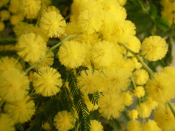 Mimosa blooms 