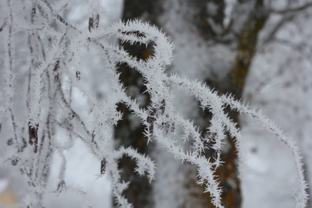 Mini-icicles on trees after icy rain Estonia 