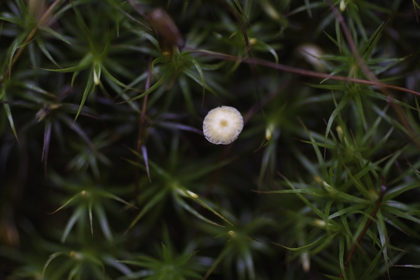 Minuscule mushroom cloaked in a forest of moss 