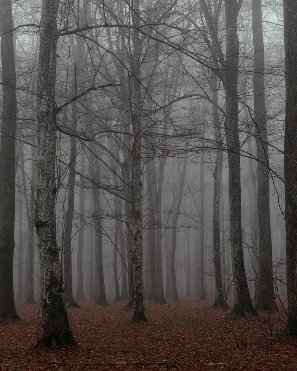 Misty autumn forest Croatia 