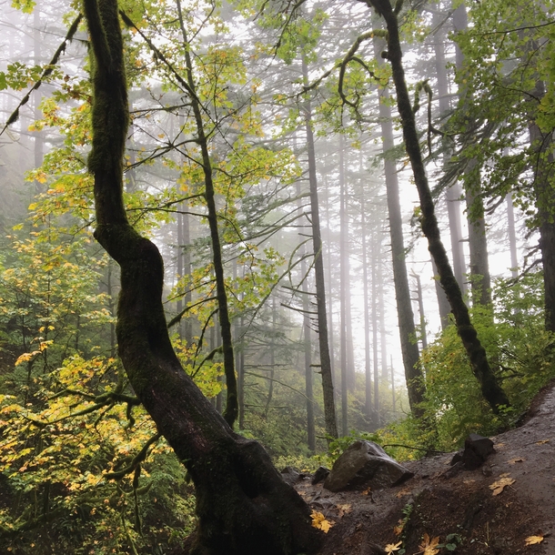 Misty day on the Horsetail Falls Trail OR 