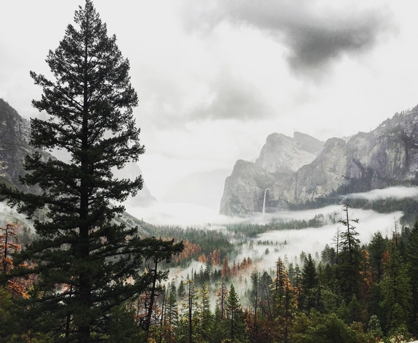 Misty Morning Yosemite OCx