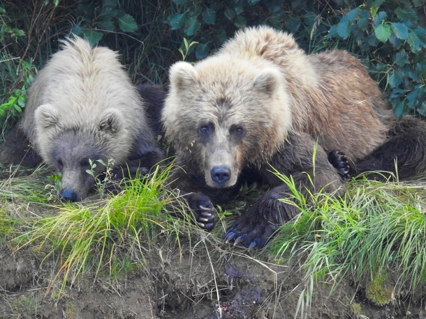 Mom and offspring brown bear Ursus arctos on a streambank 