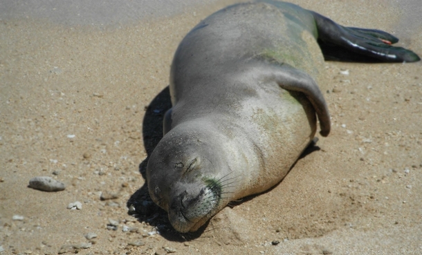 Monk Seal napping on the beach OC 