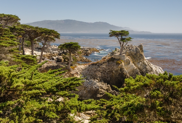 Monterey Cypress near the Kelp Forests by Tuxyso 