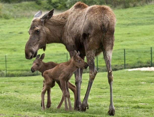 Moose calves make their debut at Berlin Zoo 