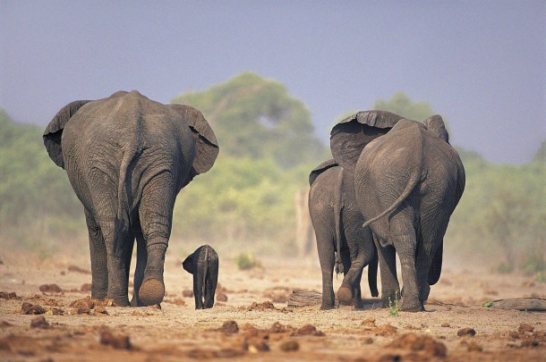 More African elephants Loxodonta africana
x