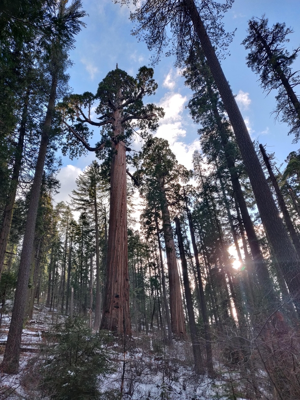 More giant Sequoias in Big Trees State Park CA x